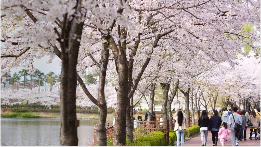 2026 Seoul Cherry Blossom Festival Seokchon Lake 