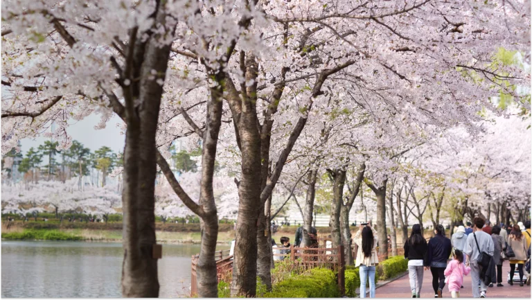 cherry blossom