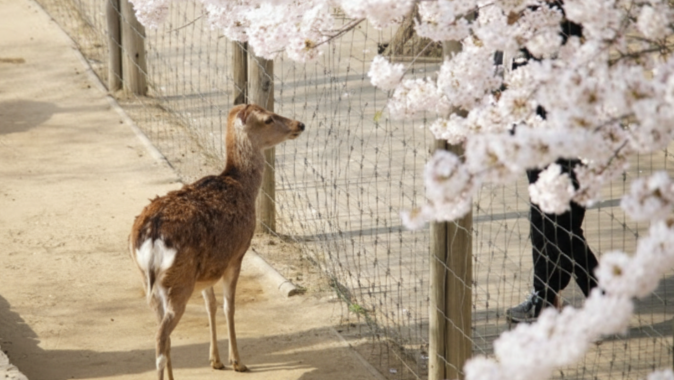 2026 Seoul Cherry Blossom Festiaval Seoul Forest